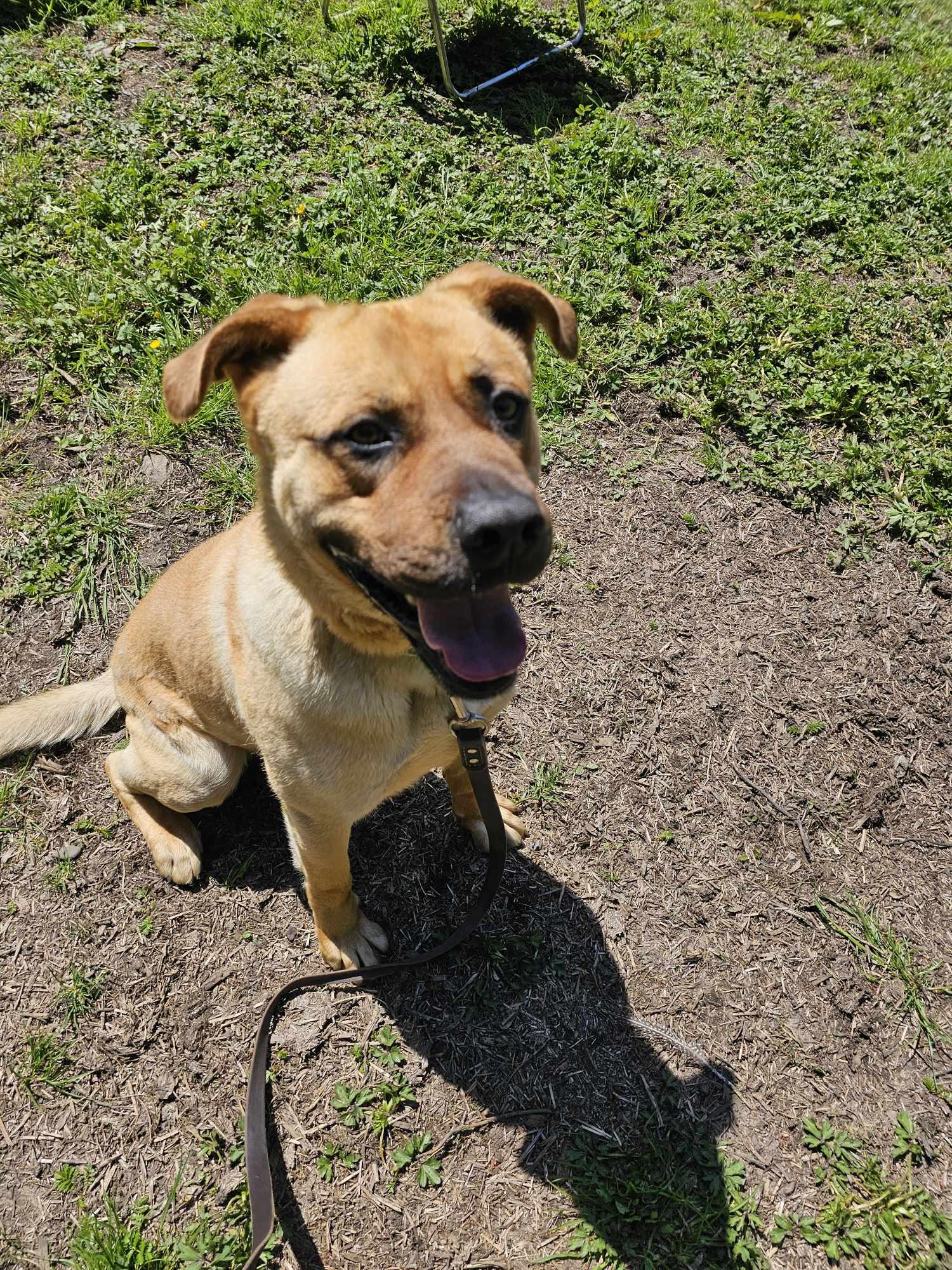 Zander, a Adoptable mixed breed in Crescent city, CA image 2/5