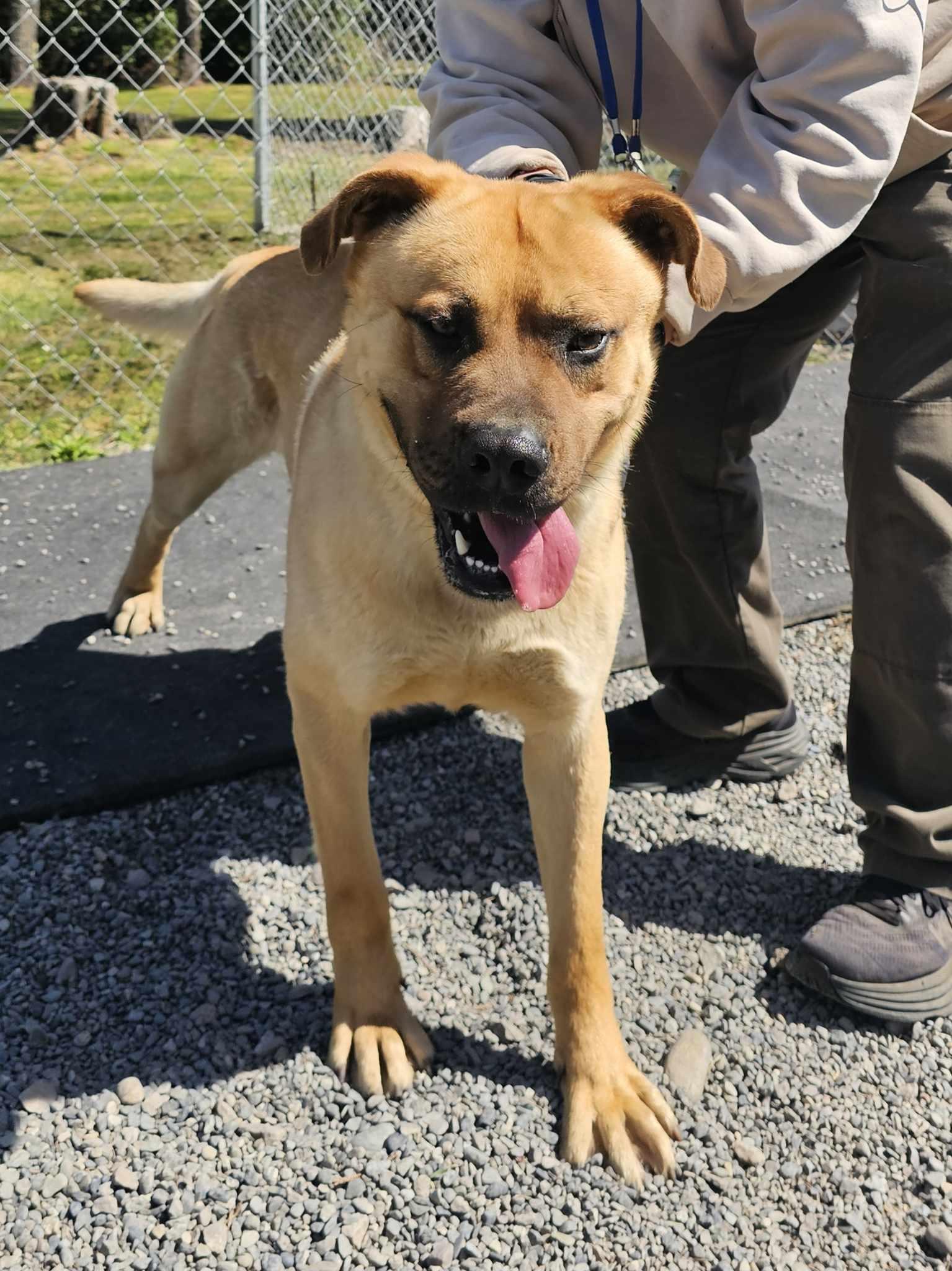 Zander, an adoptable Mastiff in Crescent city, CA, 95531 | Photo Image 4