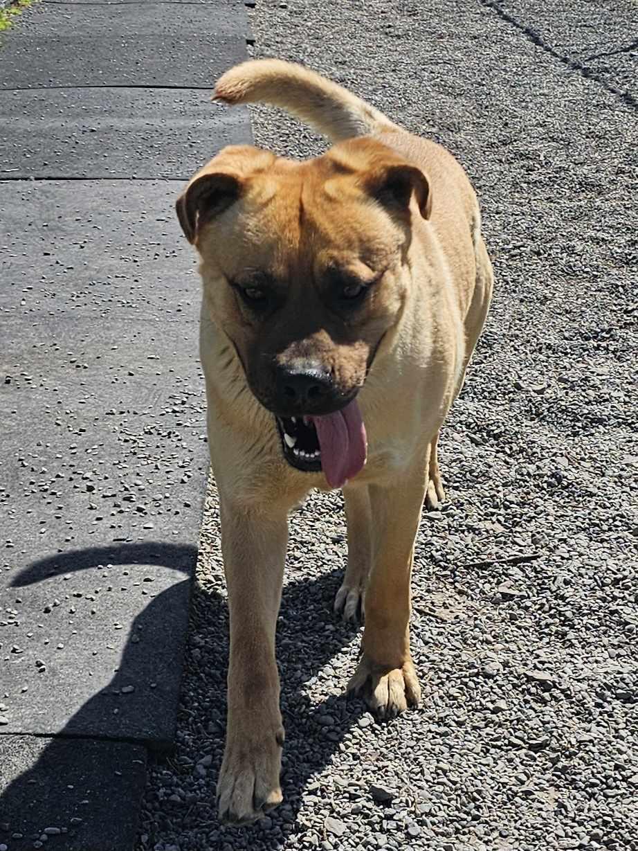 Zander, Adoptable, Adult Male German Shepherd Dog & Presa Canario.