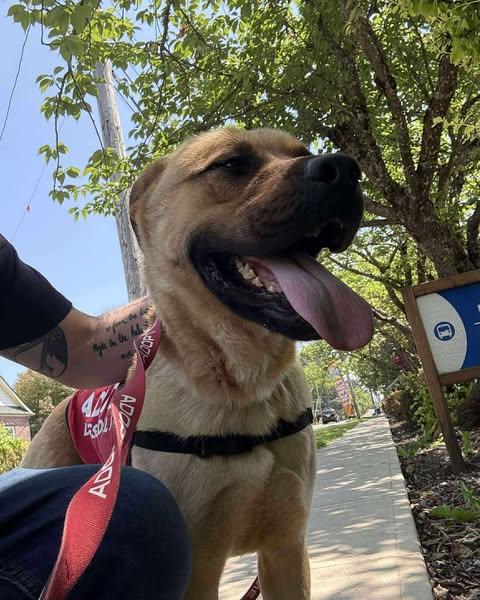 Zander, a Adoptable mixed breed in Crescent city, CA image 5/5