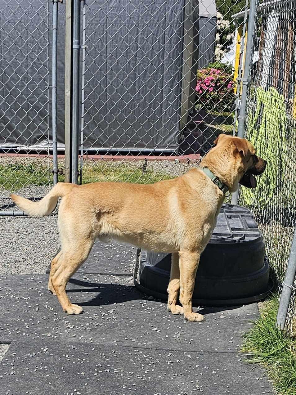 Zander, a Adoptable mixed breed in Crescent city, CA image 4/5