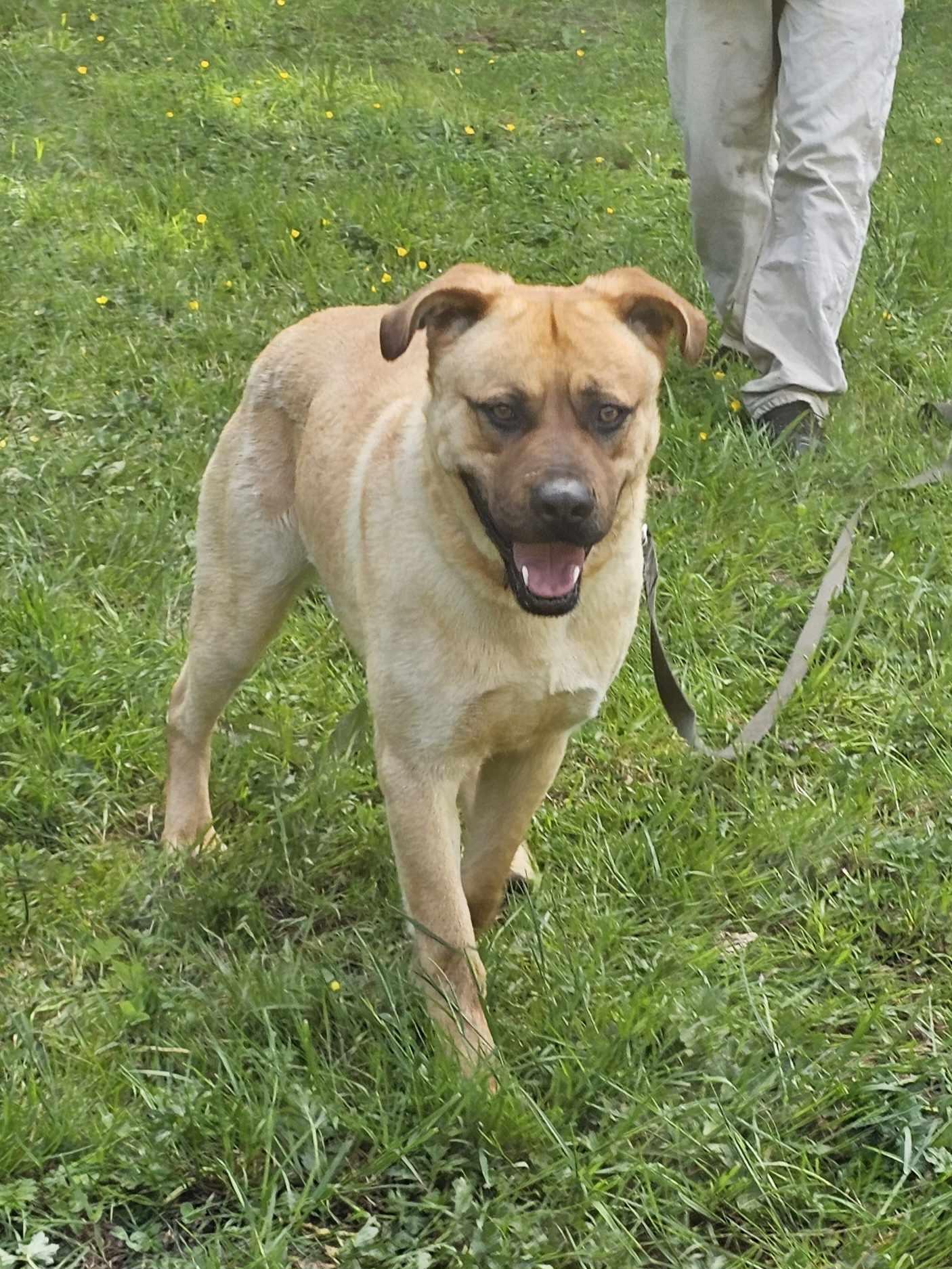 Zander, an adoptable Mastiff in Crescent city, CA, 95531 | Photo Image 3