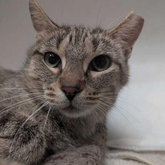 Enlarge Honey, a Adoptable Domestic Short Hair in Dayton, OH image 1/6