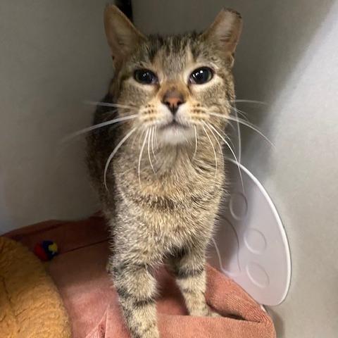 Enlarge Honey, a Adoptable Domestic Short Hair in Dayton, OH image 2/6