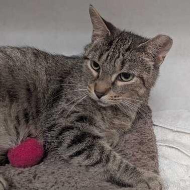Enlarge Honey, a Adoptable Domestic Short Hair in Dayton, OH image 3/6