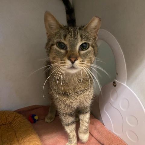 Enlarge Honey, a Adoptable Domestic Short Hair in Dayton, OH image 4/6