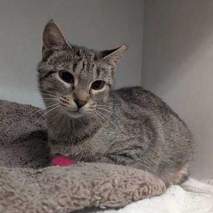 Enlarge Honey, a Adoptable Domestic Short Hair in Dayton, OH image 5/6