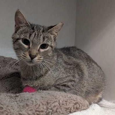Enlarge Honey, a Adoptable Domestic Short Hair in Dayton, OH image 6/6