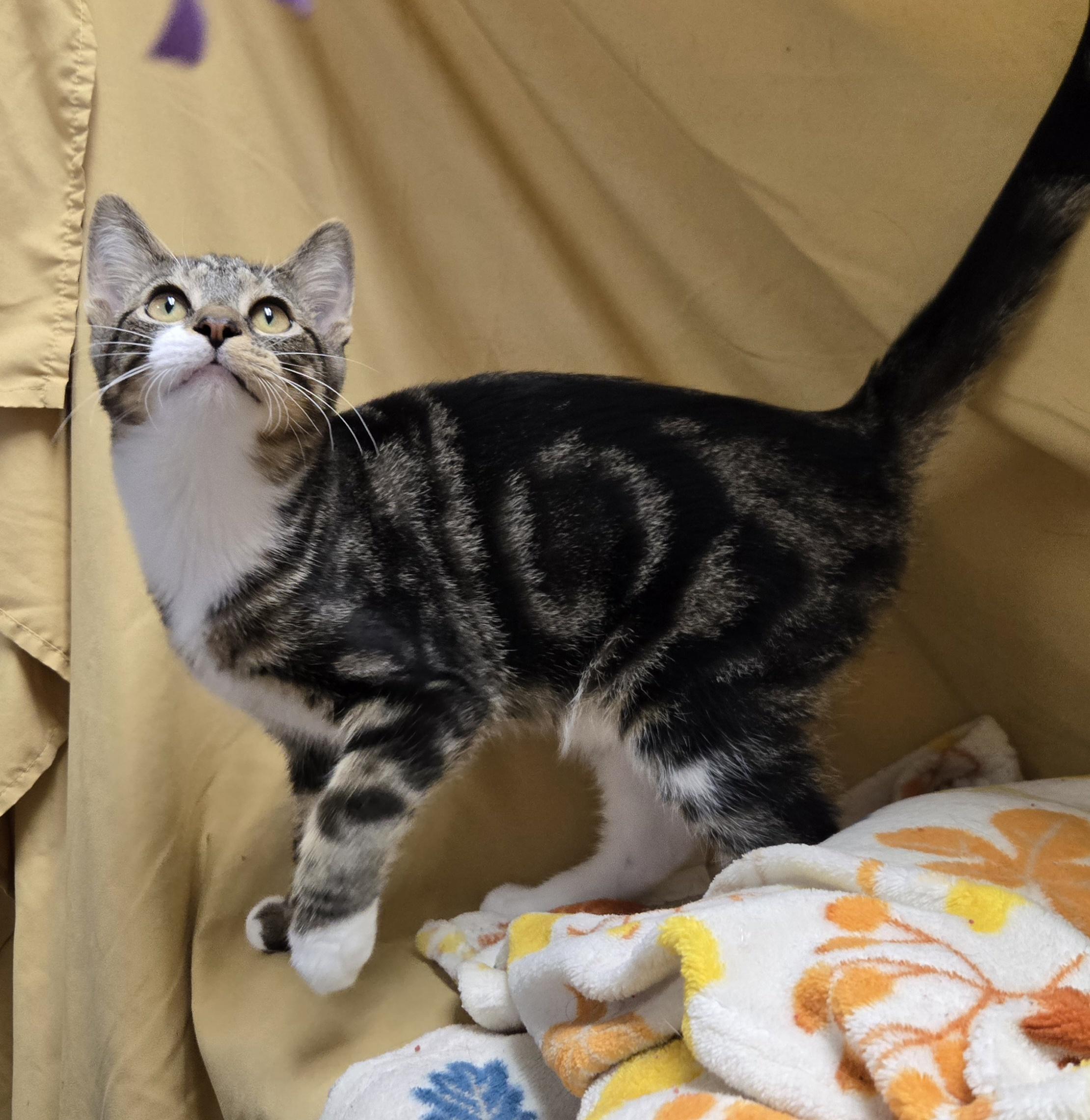 Enlarge Randy, a Adoptable Domestic Short Hair in Richmond, KY image 2/6
