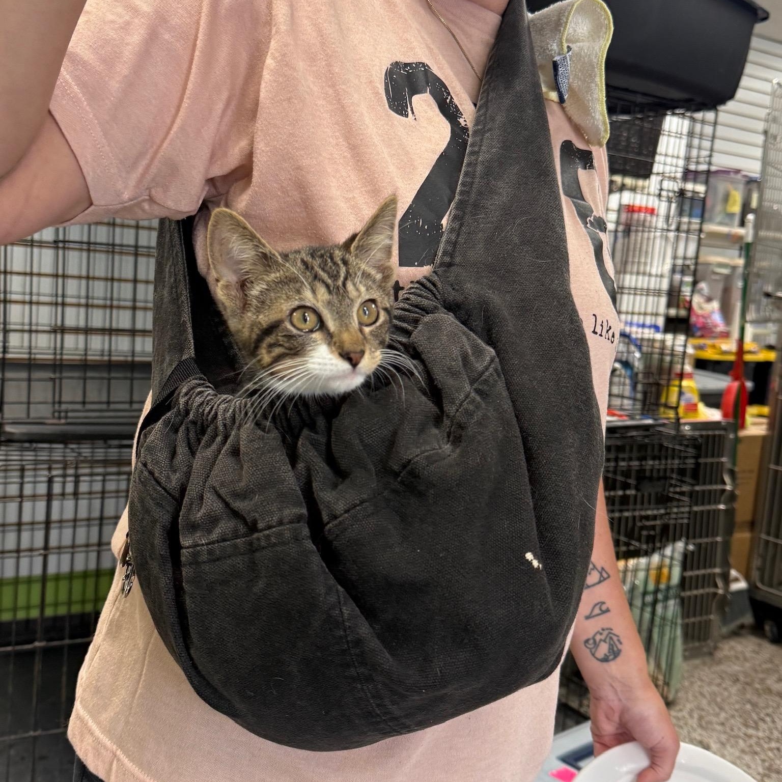 Enlarge Randy, a Adoptable Domestic Short Hair in Richmond, KY image 5/6