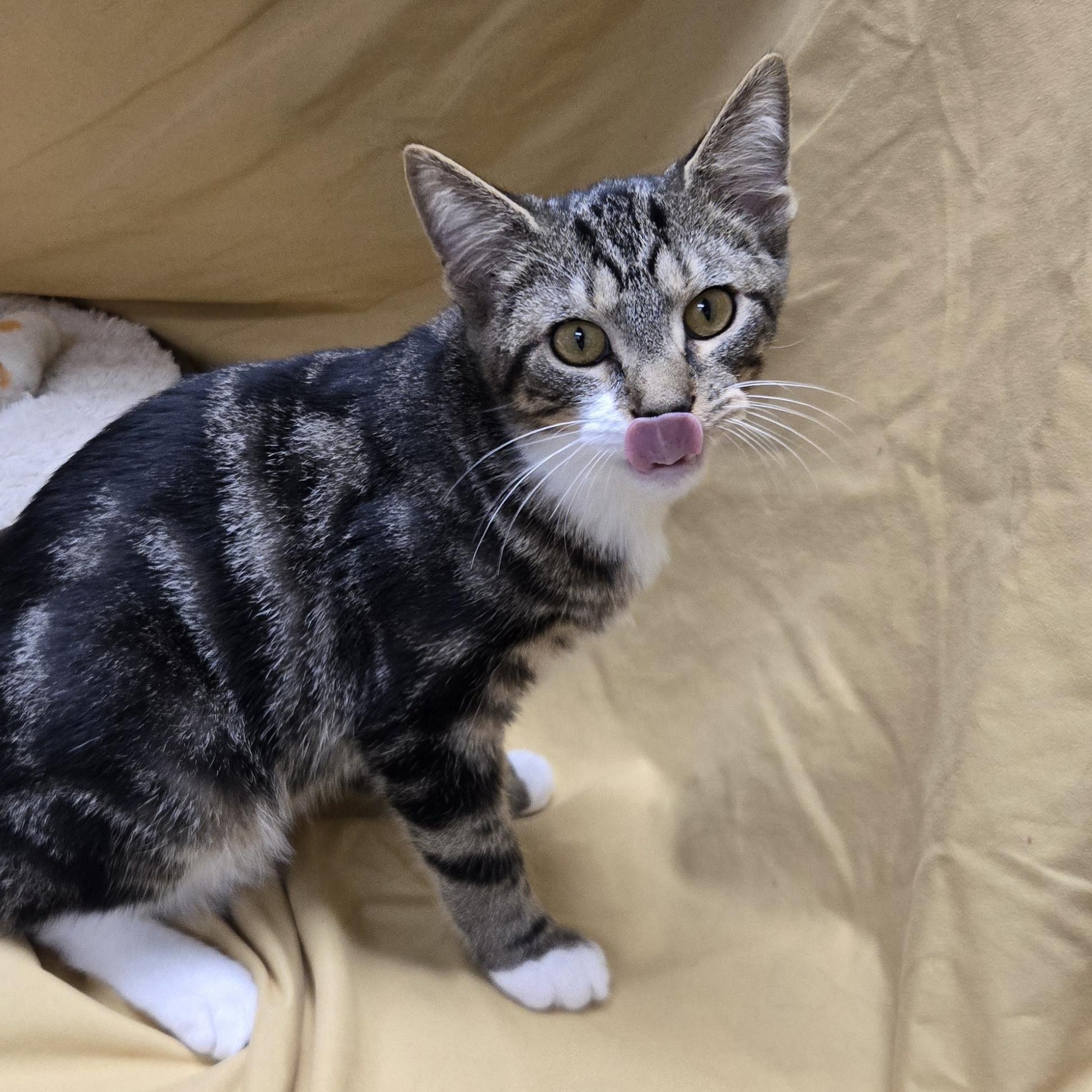Enlarge Randy, a Adoptable Domestic Short Hair in Richmond, KY image 3/6