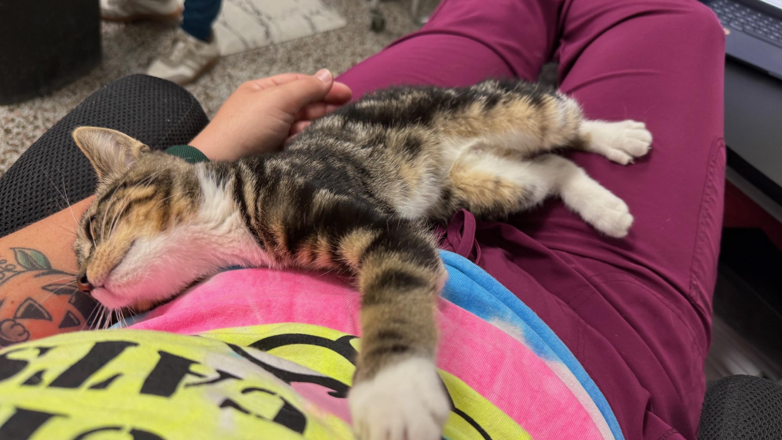 Enlarge Randy, a Adoptable Domestic Short Hair in Richmond, KY image 4/6