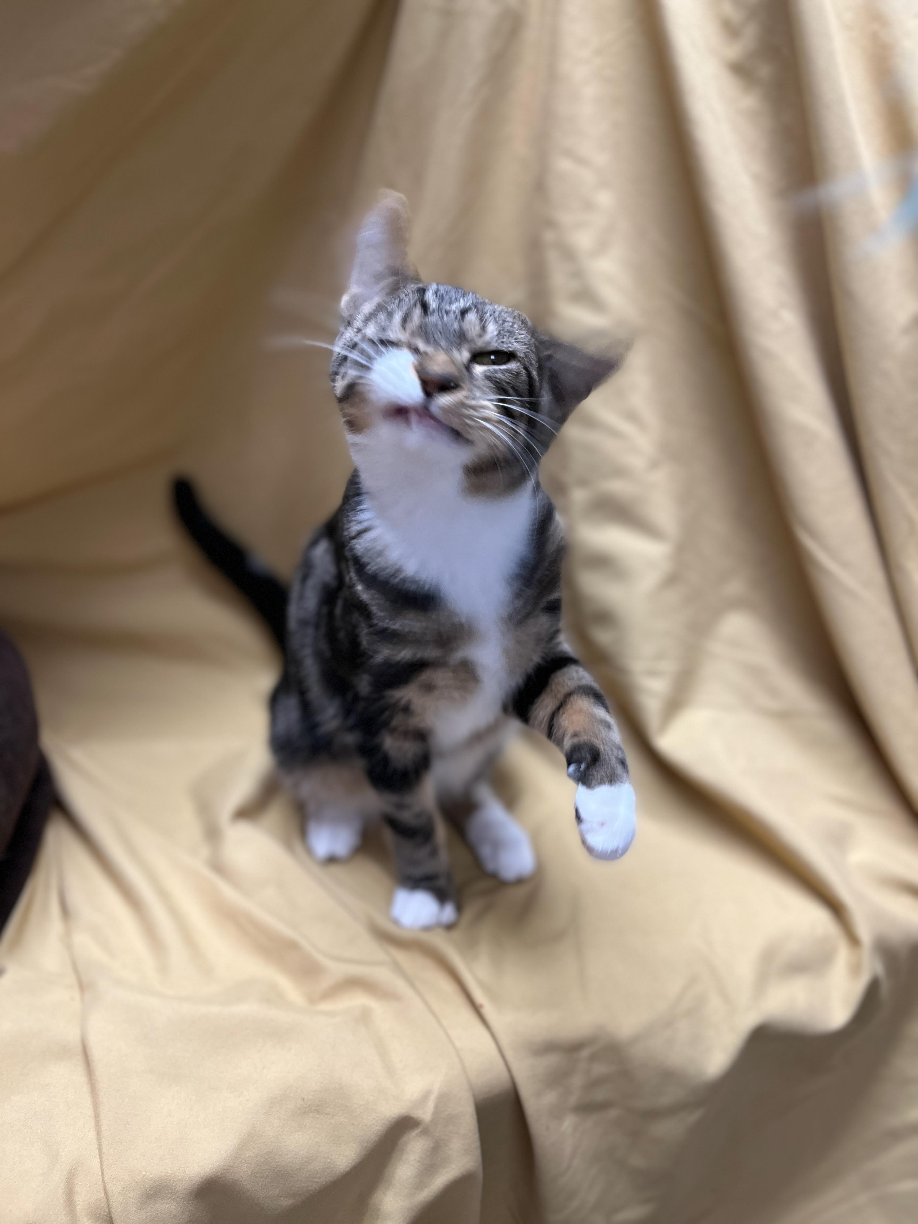 Enlarge Randy, a Adoptable Domestic Short Hair in Richmond, KY image 6/6