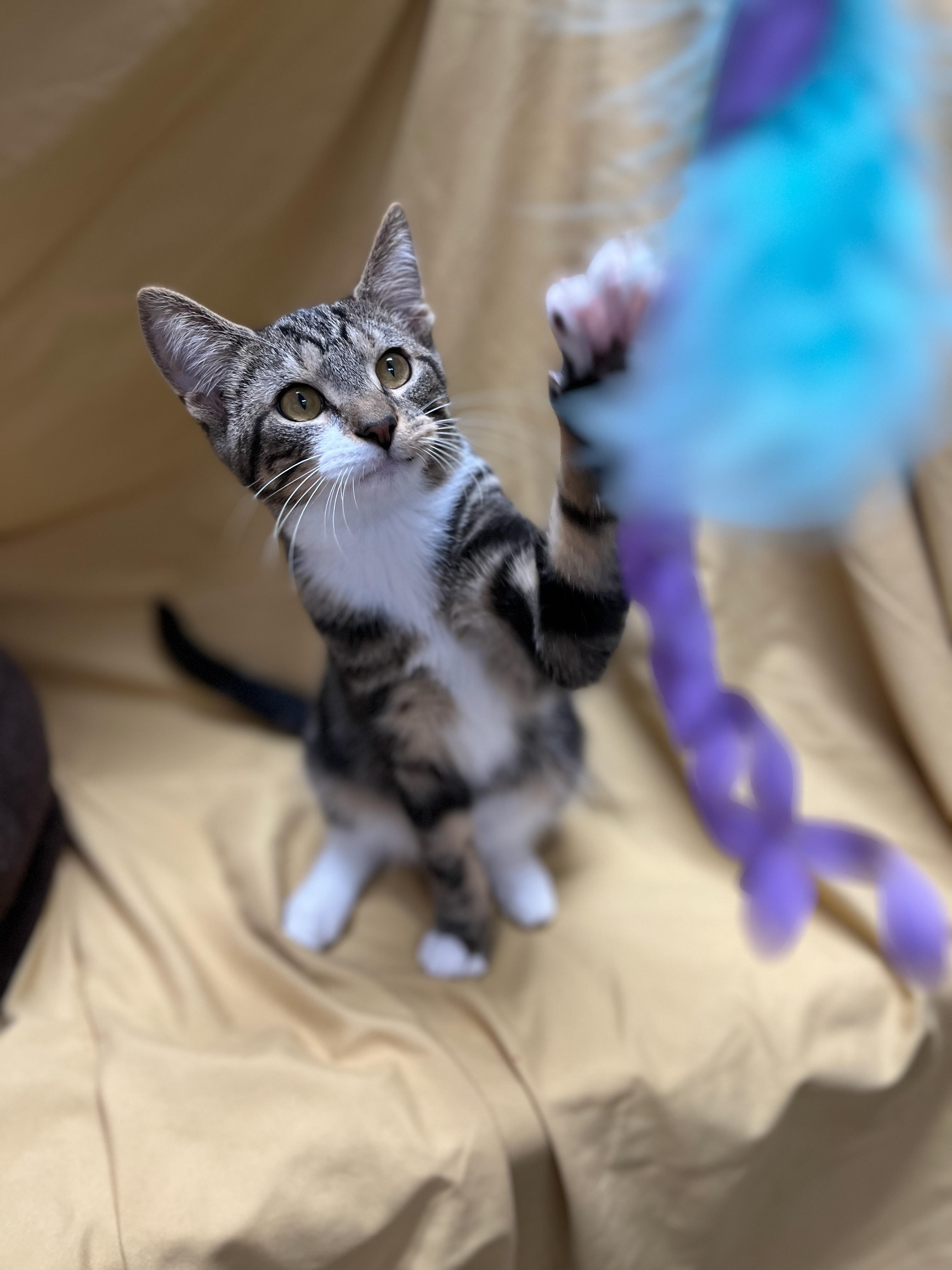 Enlarge Randy, a Adoptable Domestic Short Hair in Richmond, KY image 1/6