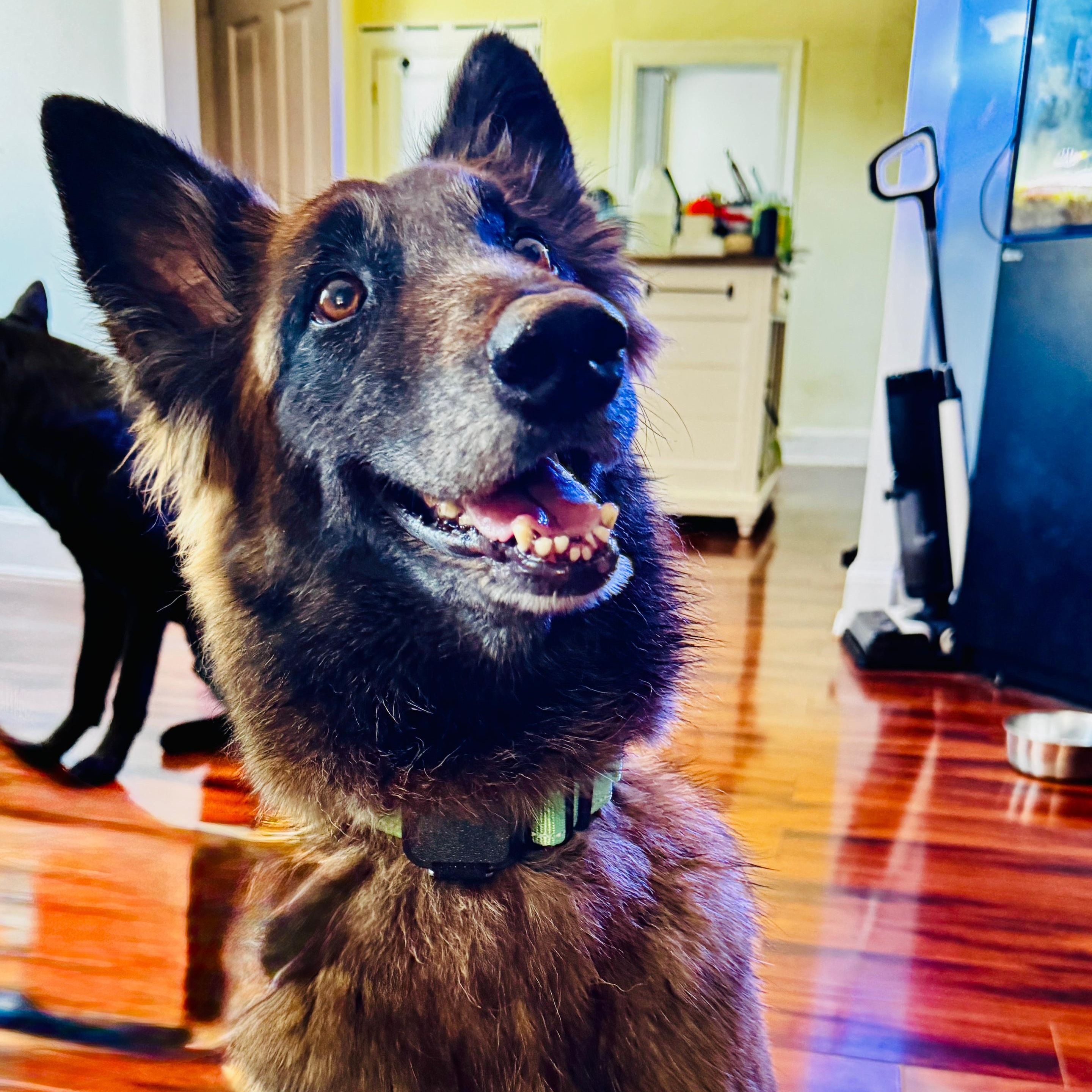 Ada, ADOPTABLE, Adult Female Belgian Shepherd / Malinois.