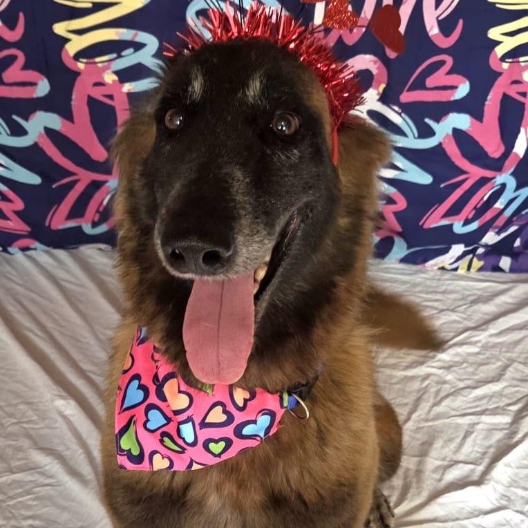 Enlarge Ada, a ADOPTABLE mixed breed in Baltimore, MD image 2/6