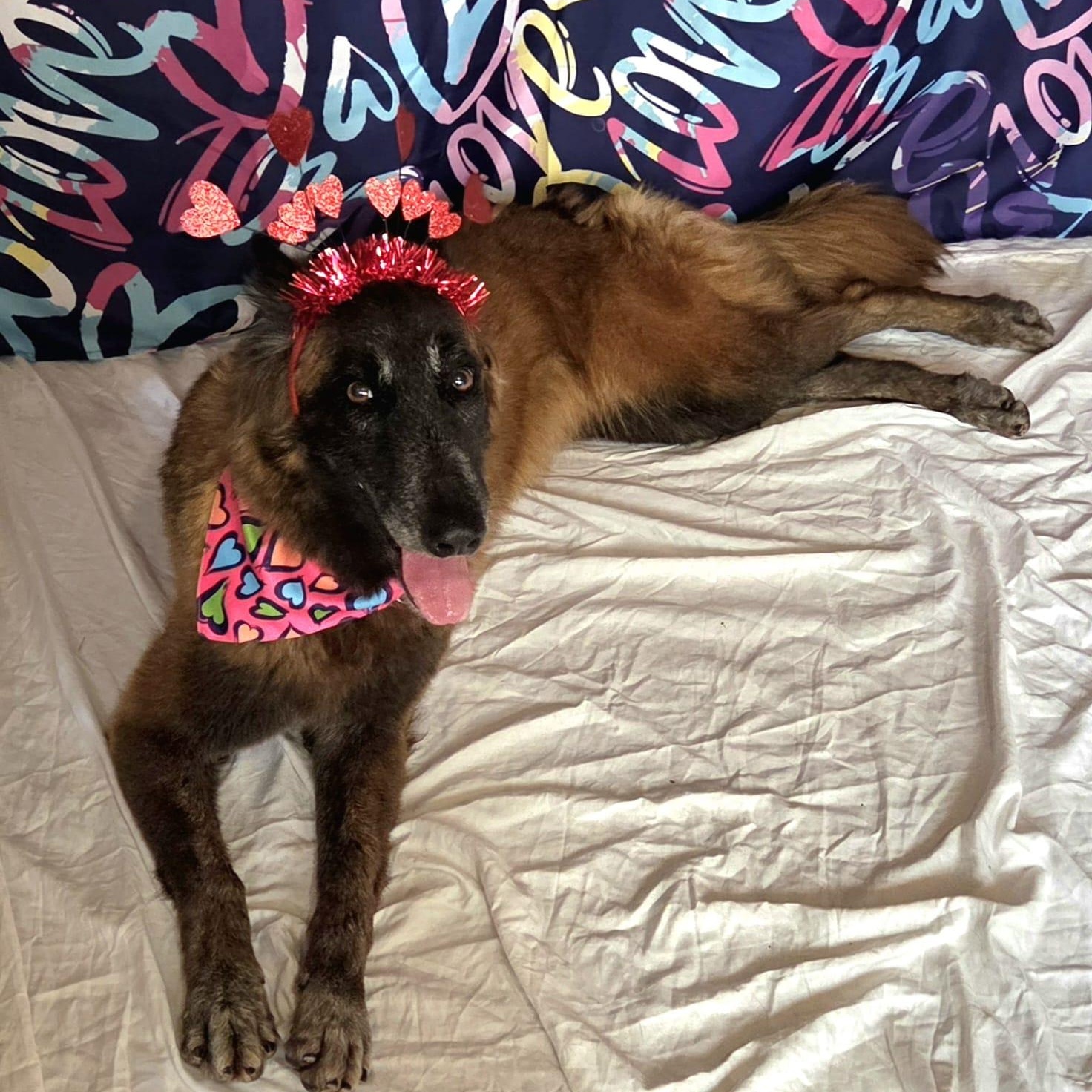Enlarge Ada, a ADOPTABLE mixed breed in Baltimore, MD image 5/6