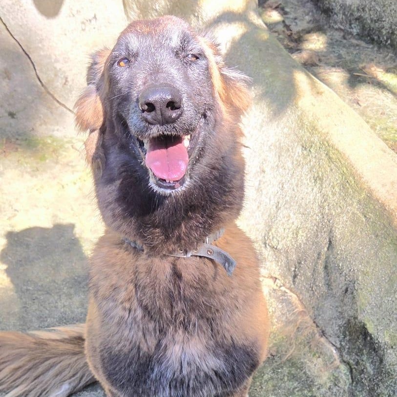 Enlarge Ada, a ADOPTABLE mixed breed in Baltimore, MD image 3/6