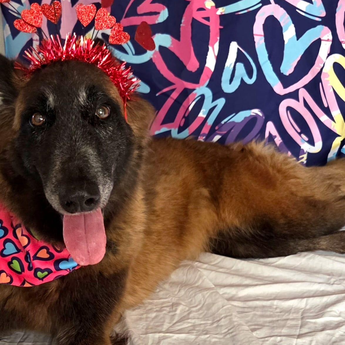 Enlarge Ada, a ADOPTABLE mixed breed in Baltimore, MD image 4/6