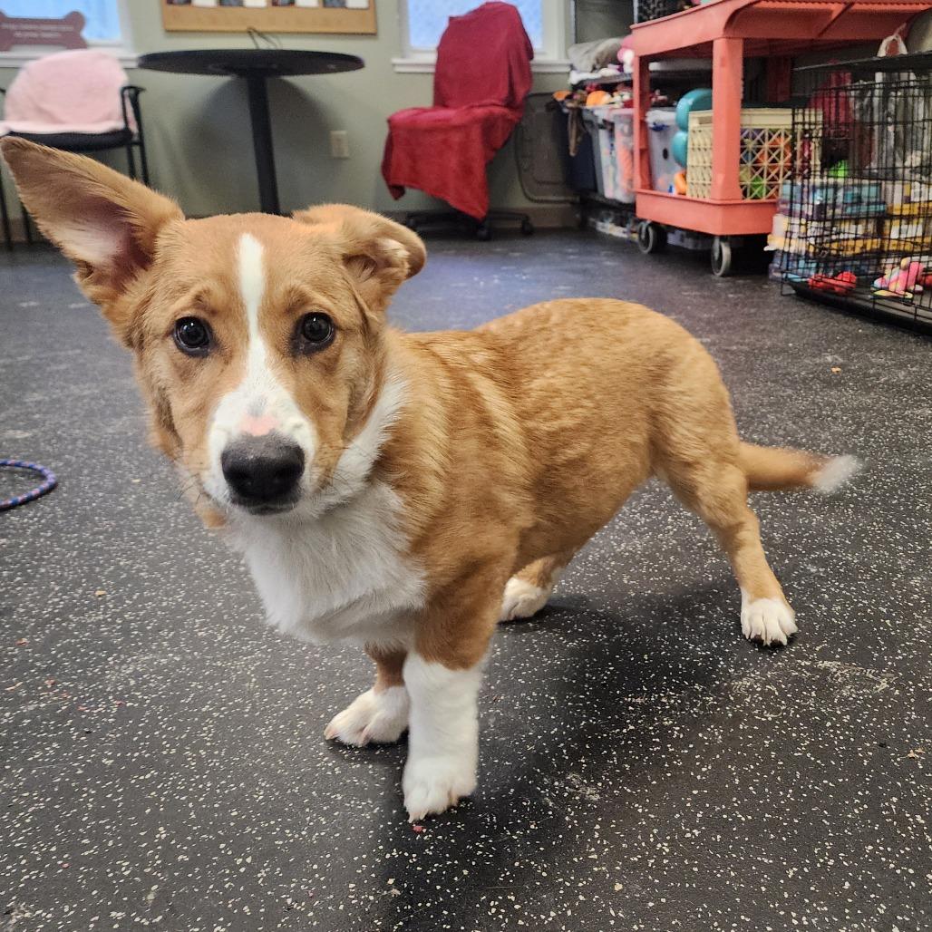 Beau, Adoptable, Young Male Border Collie & Cardigan Welsh Corgi.