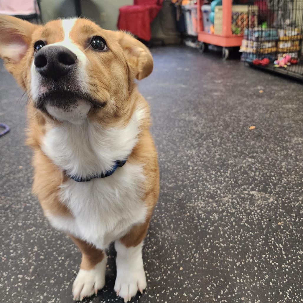 Enlarge Beau, a Adoptable mixed breed in Middlebury, VT image 2/4