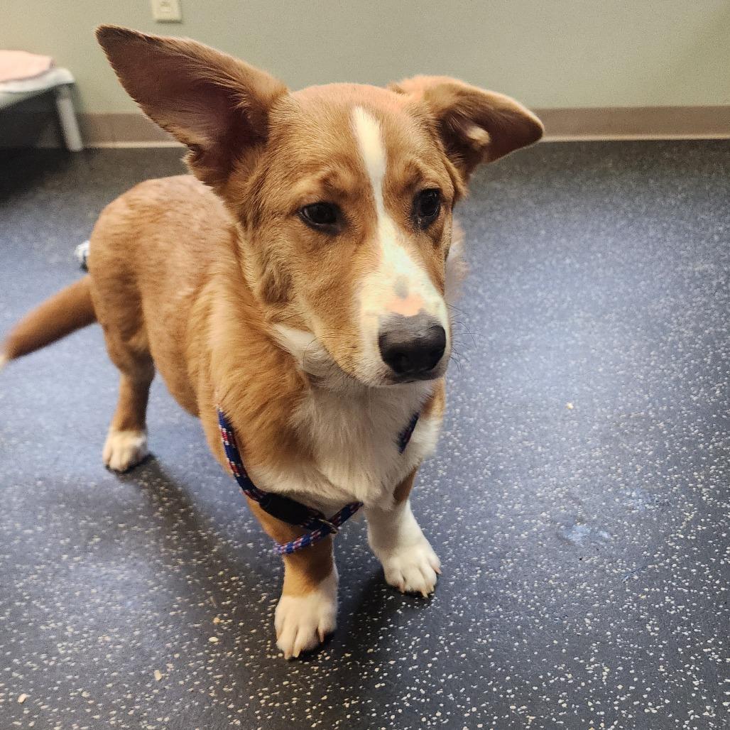 Enlarge Beau, a Adoptable mixed breed in Middlebury, VT image 3/4