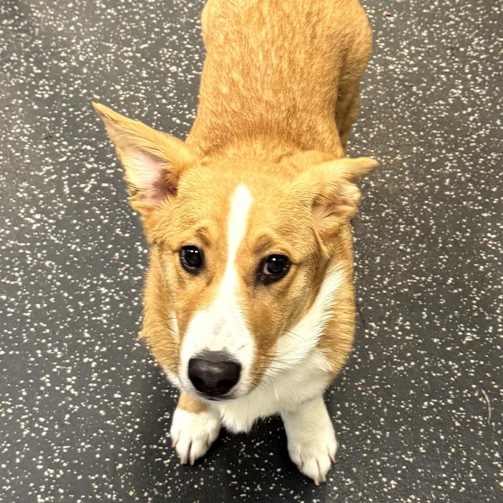 Enlarge Beau, a Adoptable mixed breed in Middlebury, VT image 4/4
