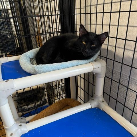 Mazarek, Adoptable, Adult Male Domestic Short Hair.