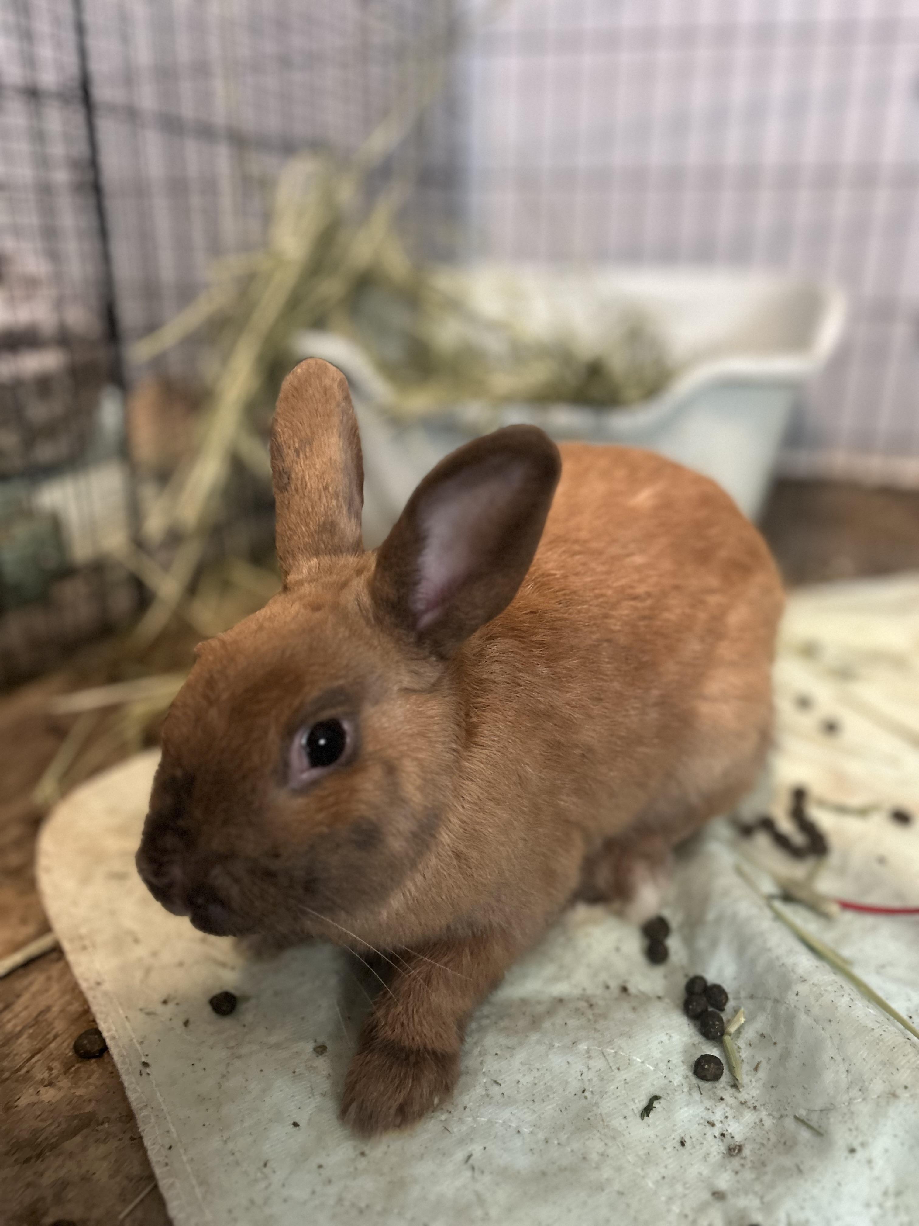 Enlarge Moonshine, a ADOPTABLE mixed breed in Bishopville, SC image 1/2