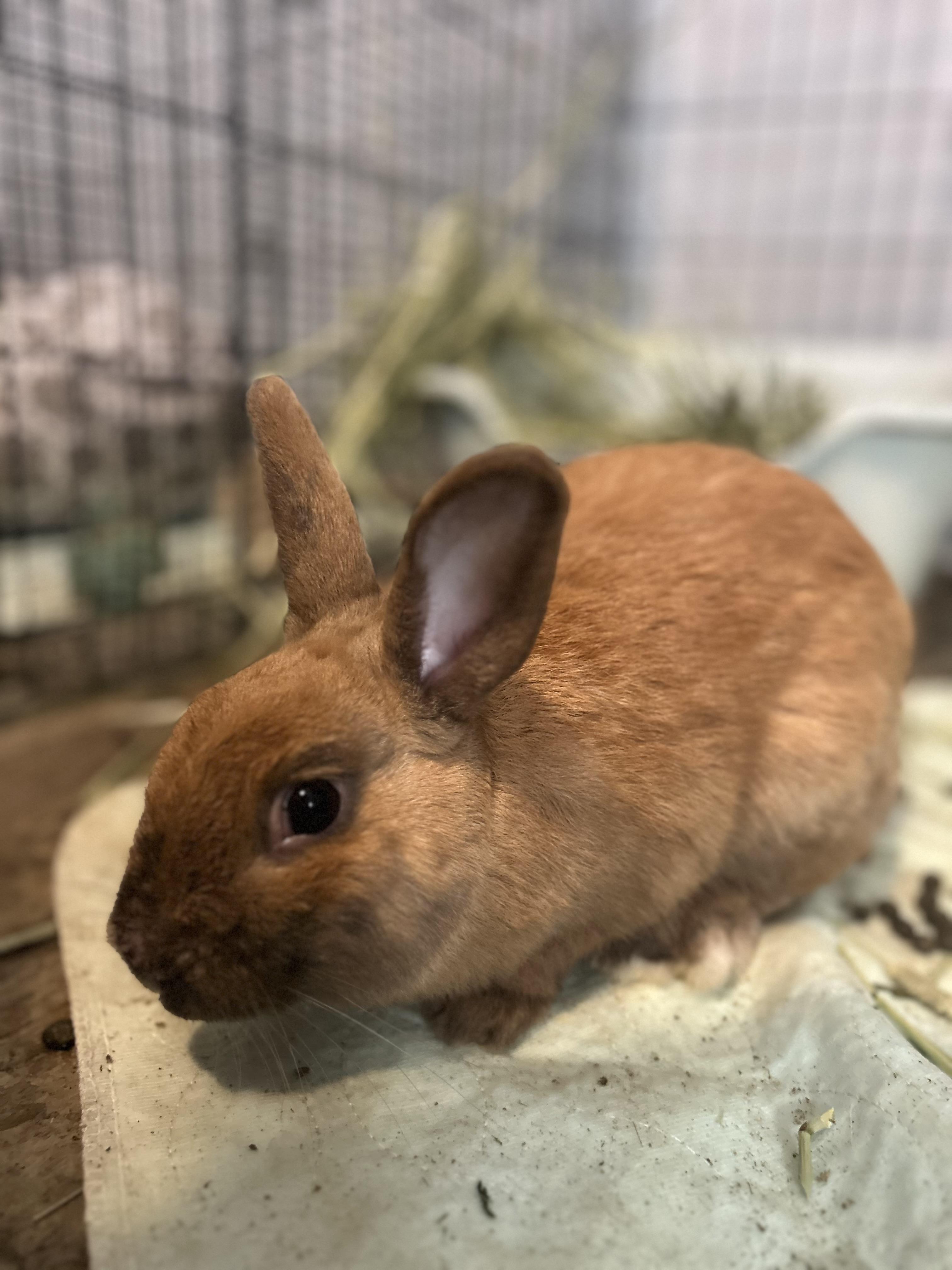 Enlarge Moonshine, a ADOPTABLE mixed breed in Bishopville, SC image 2/2