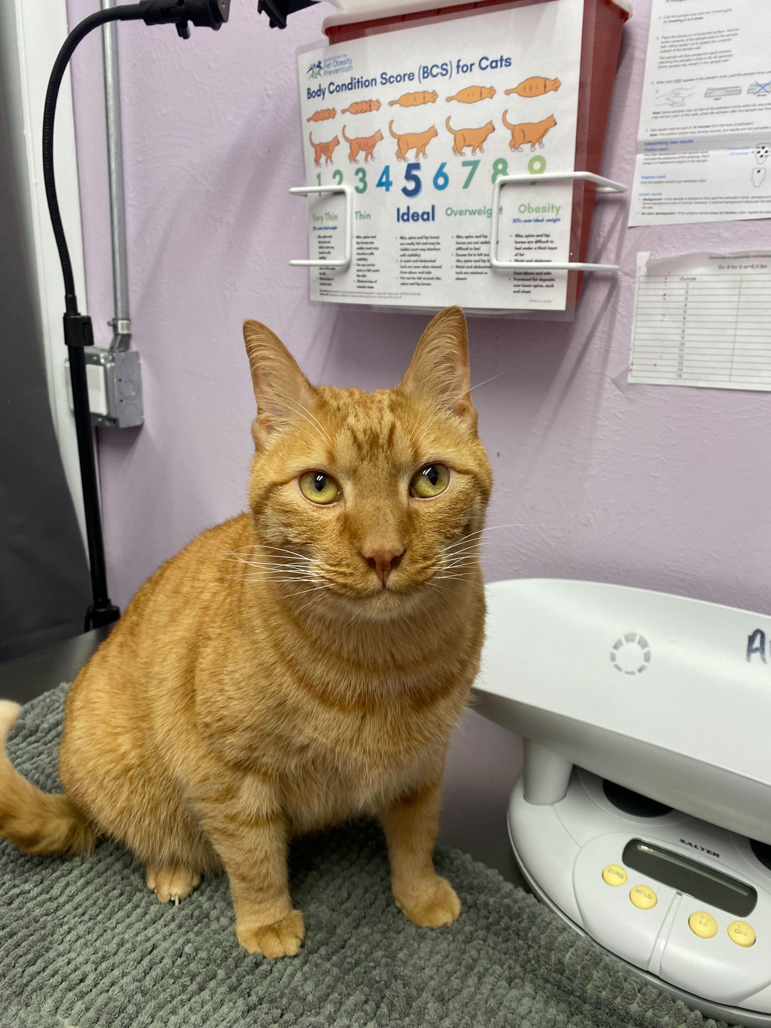 Ronnie, Adoptable, Adult Male Domestic Short Hair.