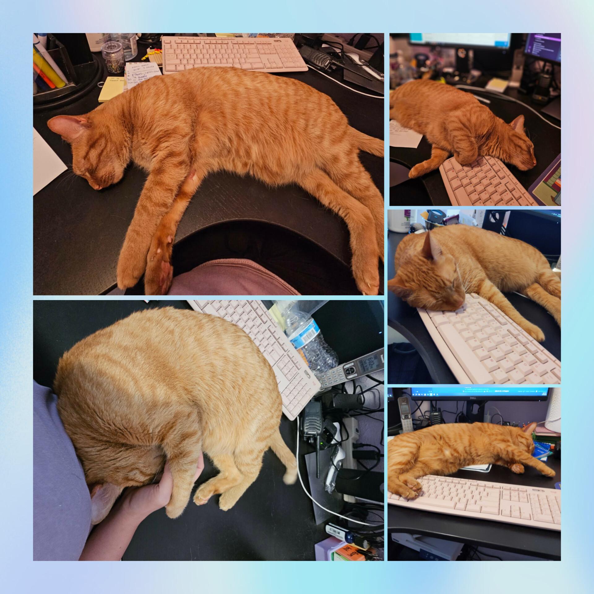 Enlarge Ronnie, a Adoptable mixed breed in Lakewood, CO image 2/2