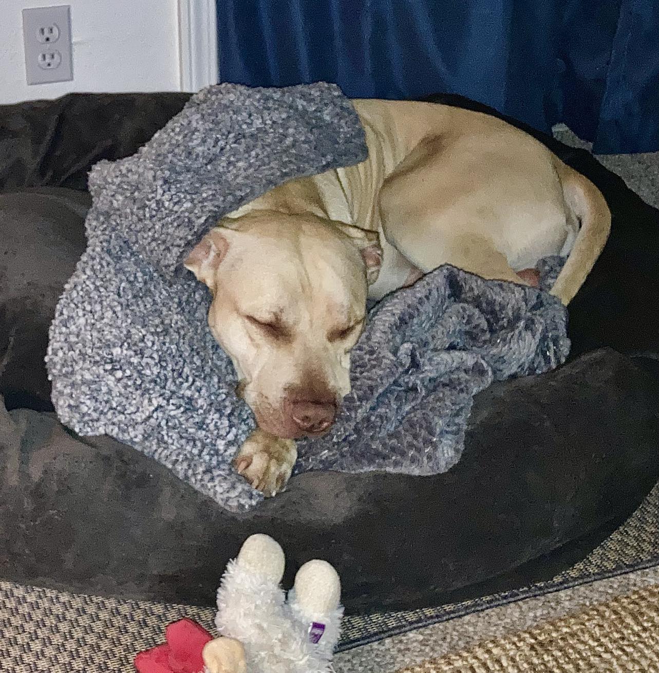 Pac Man, a Adopted American Bully in Kensington, CA image 2/5