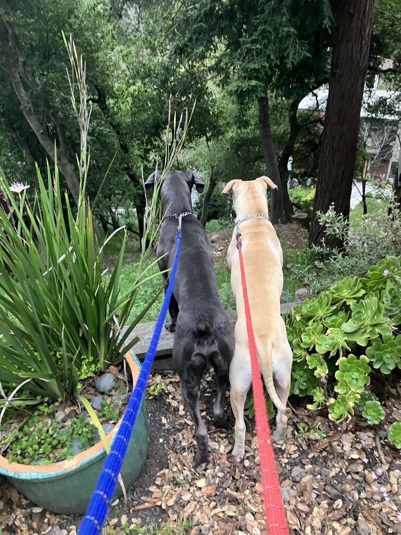 Pac Man, a Adopted American Bully in Kensington, CA image 3/5