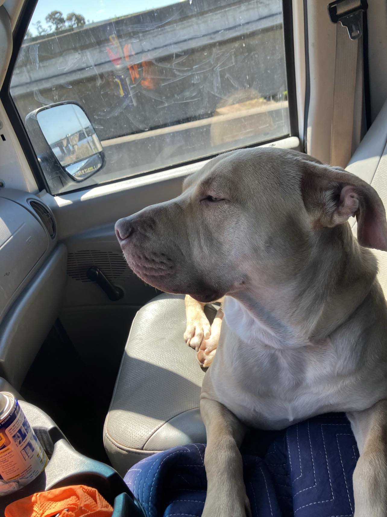 Pac Man, a Adopted American Bully in Kensington, CA image 4/5