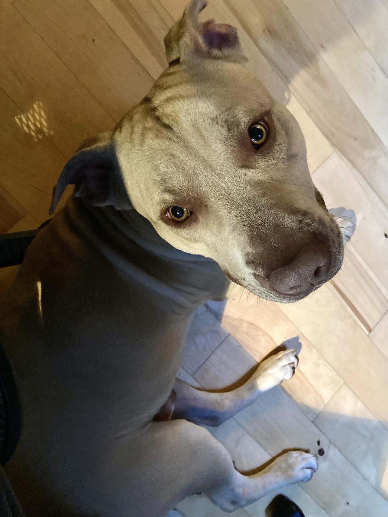 Pac Man, Adopted, Young Male American Bully.