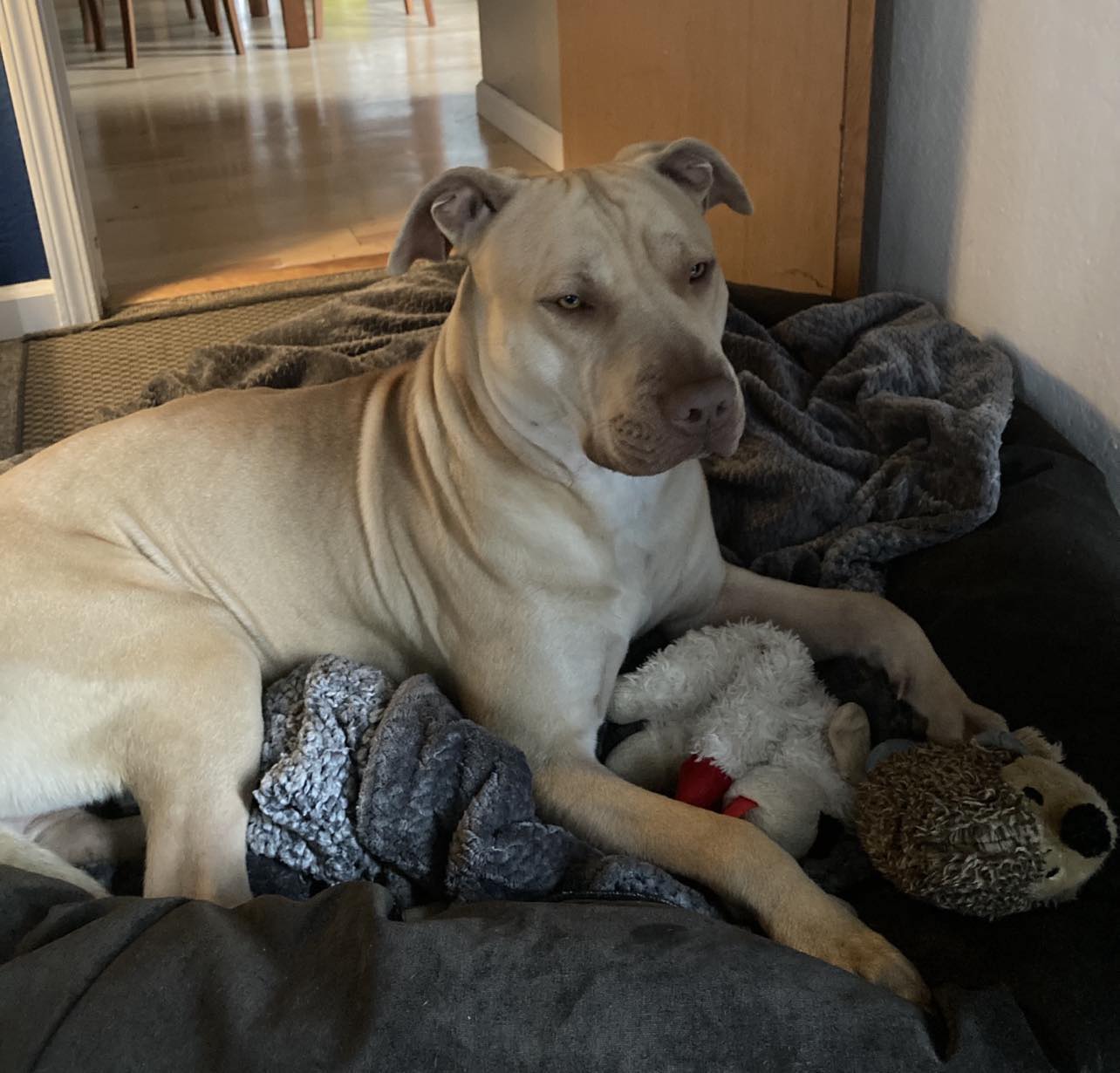 Pac Man, a Adopted American Bully in Kensington, CA image 5/5