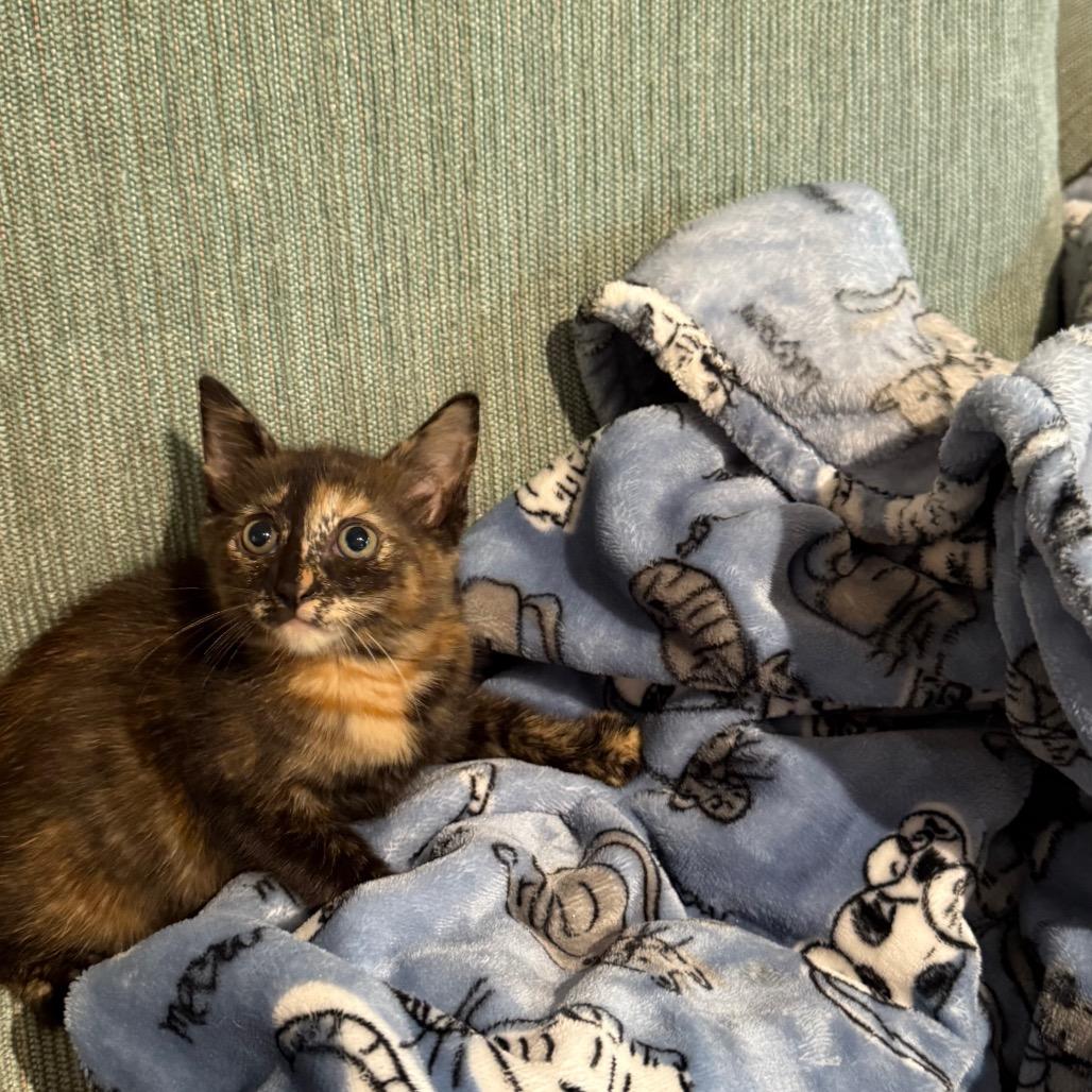 Baby Nora (Formerly known as Hickory), Adoptable, Kitten Male Domestic Short Hair.