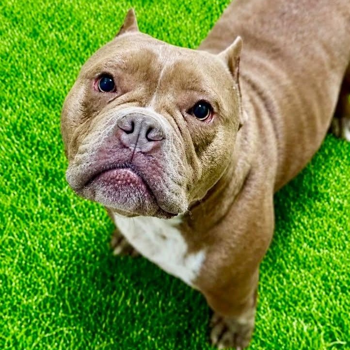 Enlarge Hambone, an adopted mixed breed in Battle Creek, MI image 1/1
