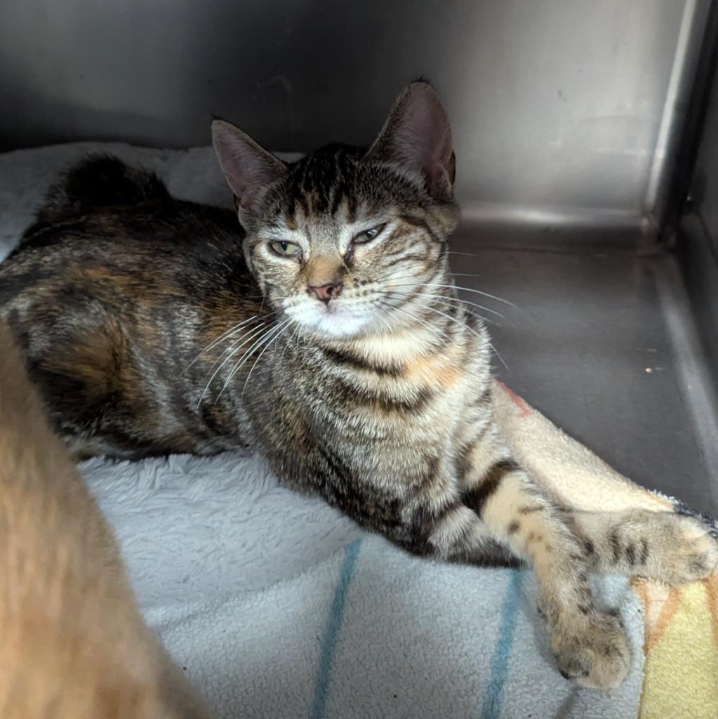 Enlarge Chalupa Supreme, a Adoptable mixed breed in Aberdeen, WA image 1/1