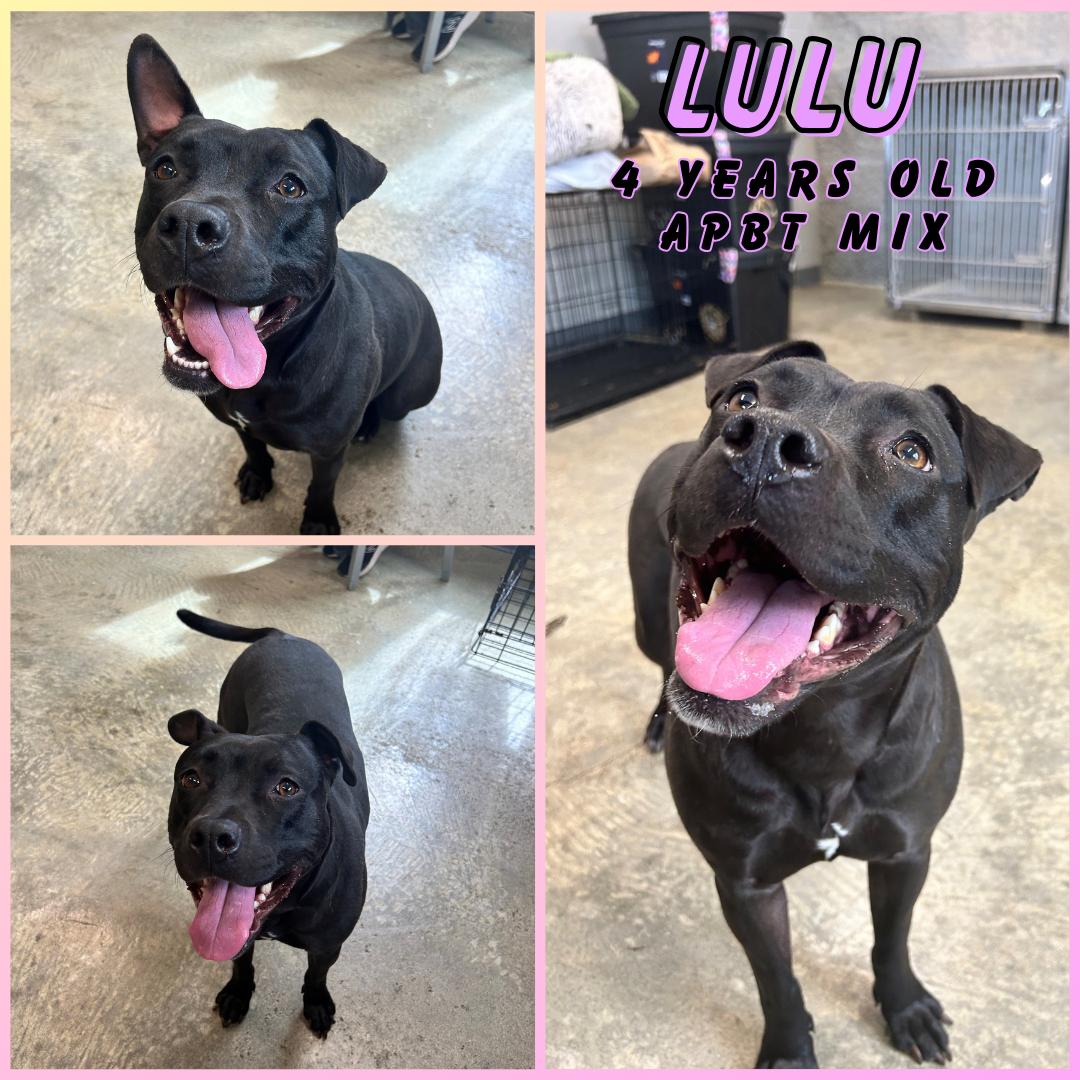 Enlarge Lulu, a ADOPTABLE Pit Bull Terrier in Franklin, IN image 1/1