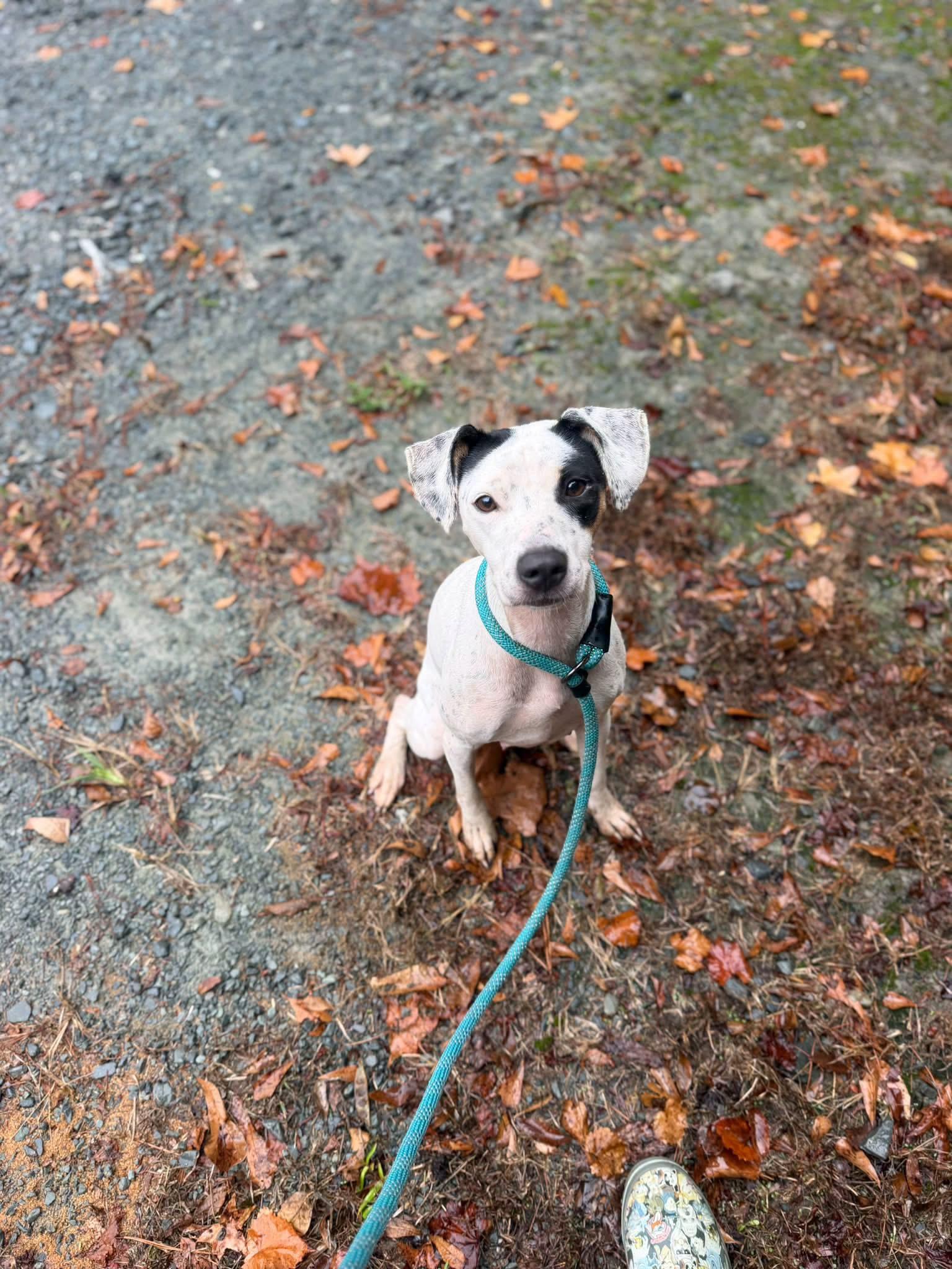 Zoey, Adoptable, Adult Female Mixed Breed.