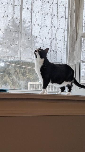 TAYLOR, Adoptable, Adult Female Domestic Short Hair.