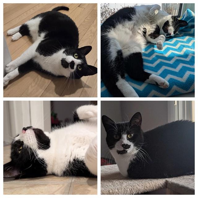 PEPPER, Adoptable, Adult Female Domestic Short Hair.