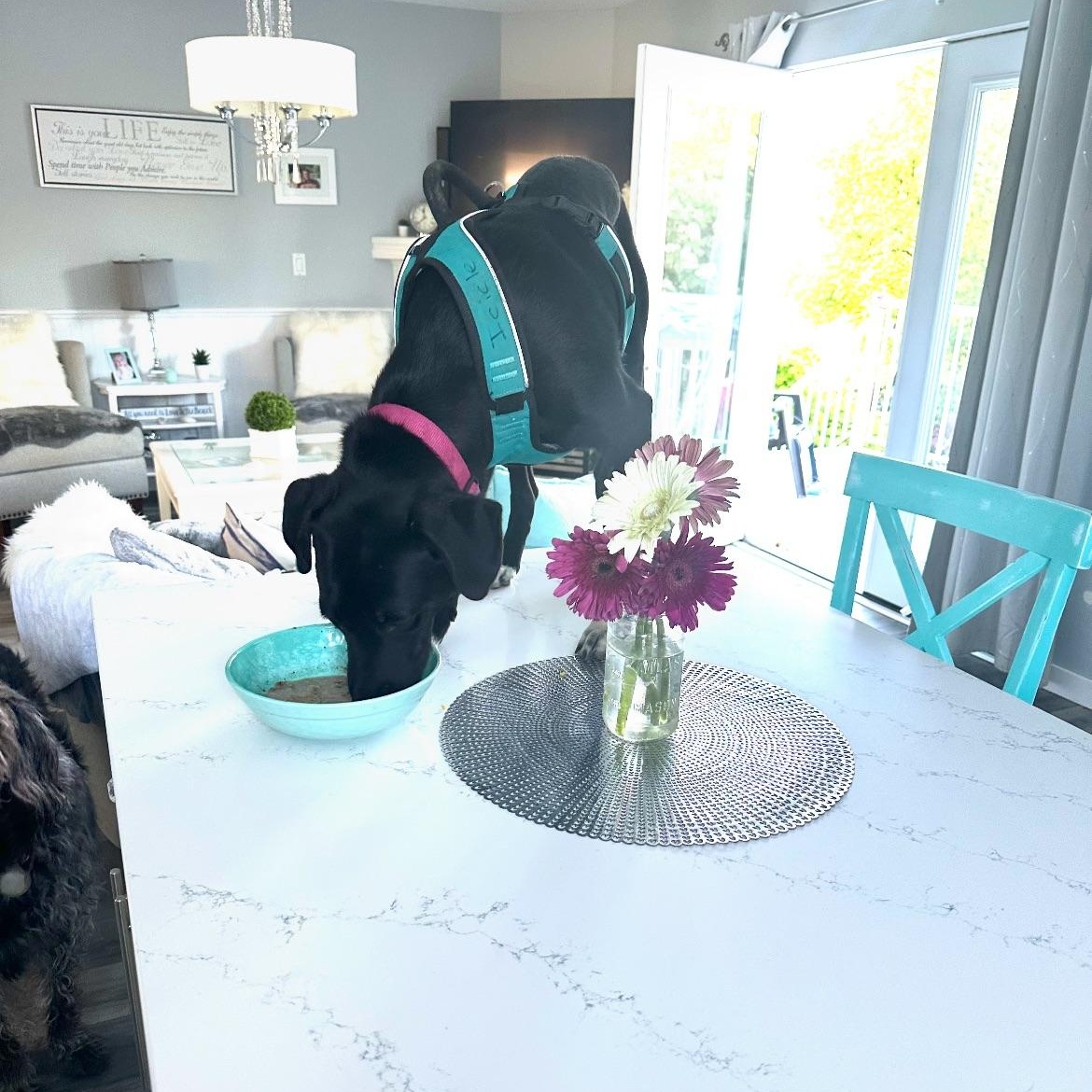 June Bug, a Adoptable mixed breed in Portland, ME image 3/5