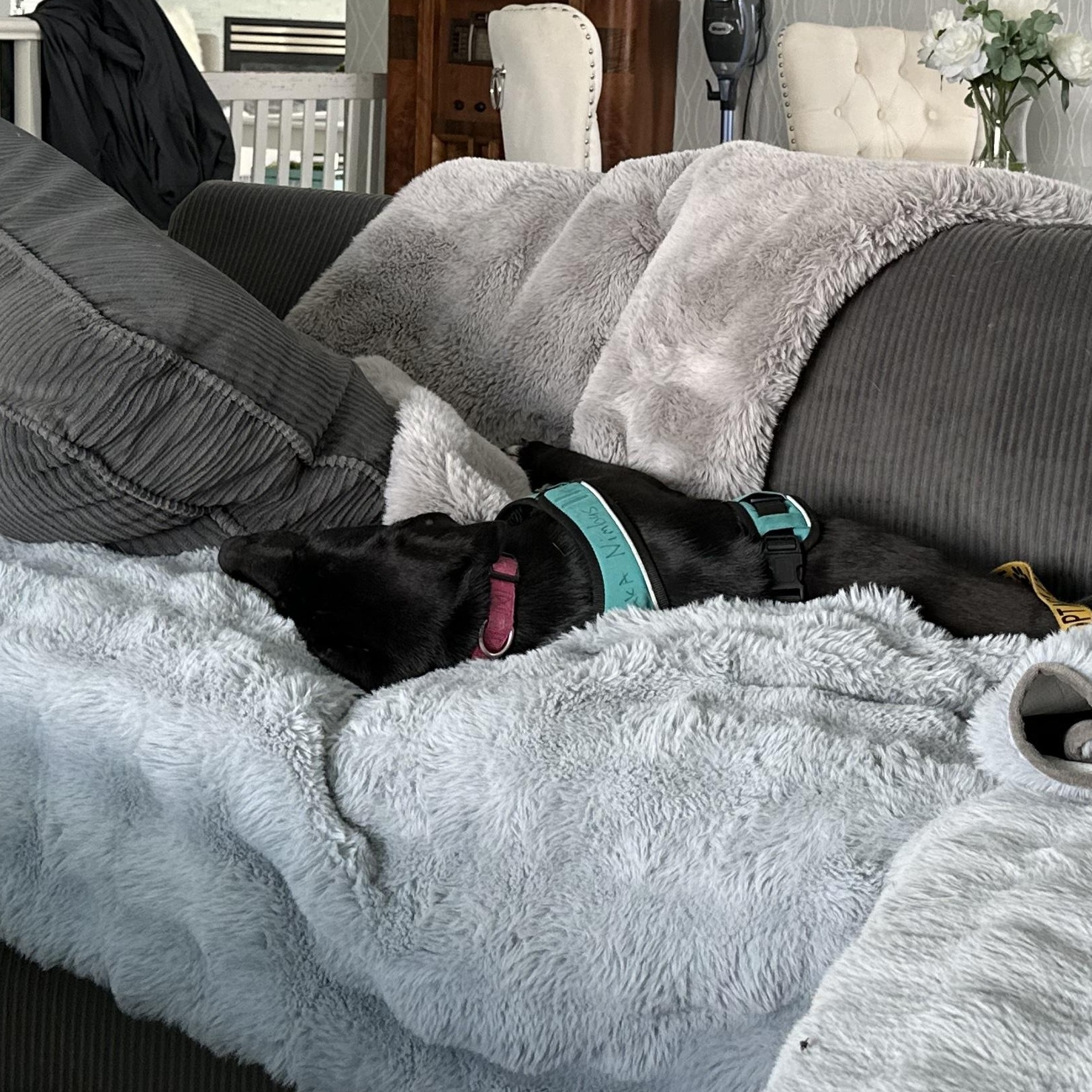 June Bug, a Adoptable mixed breed in Portland, ME image 4/5