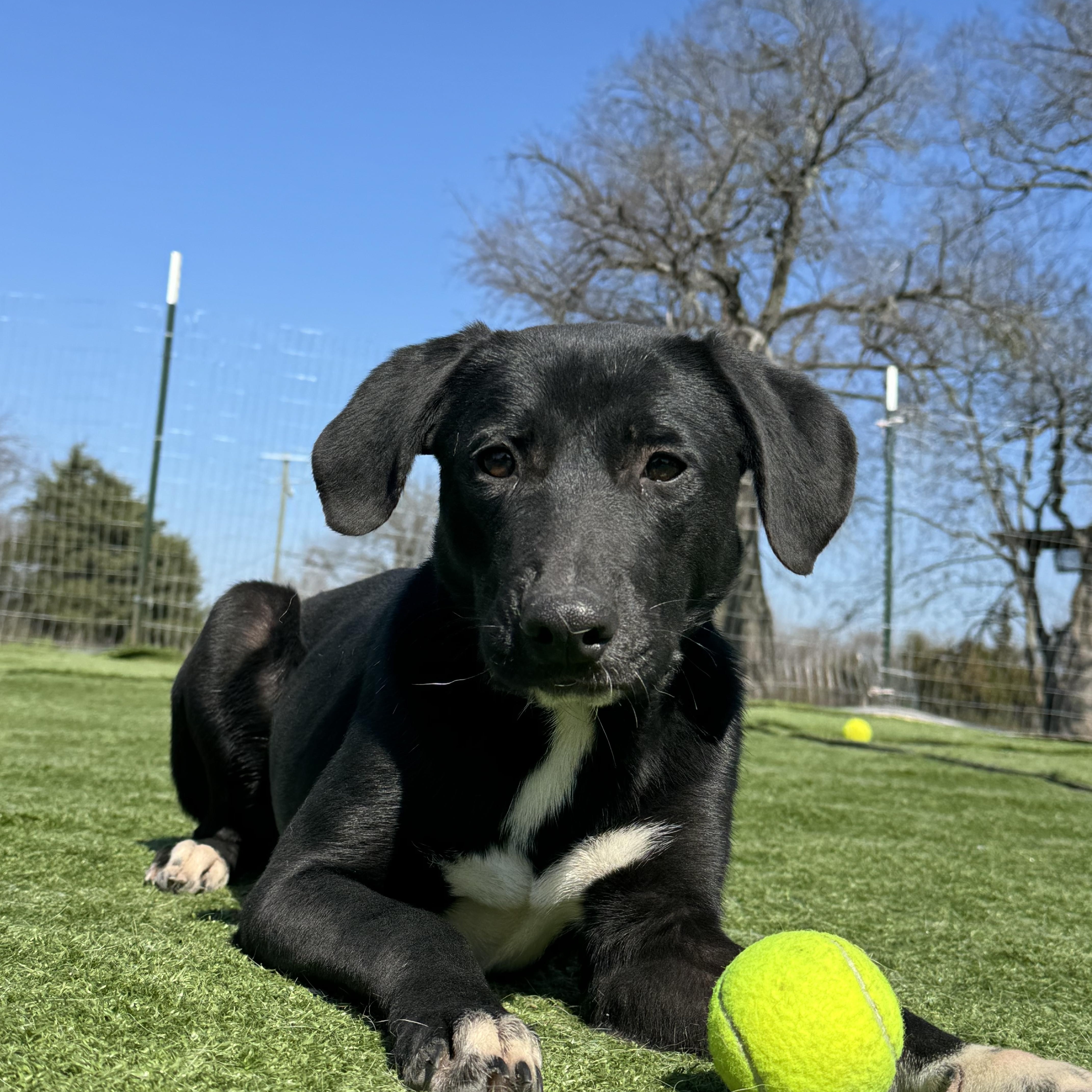 June Bug, a Adoptable mixed breed in Portland, ME image 1/5