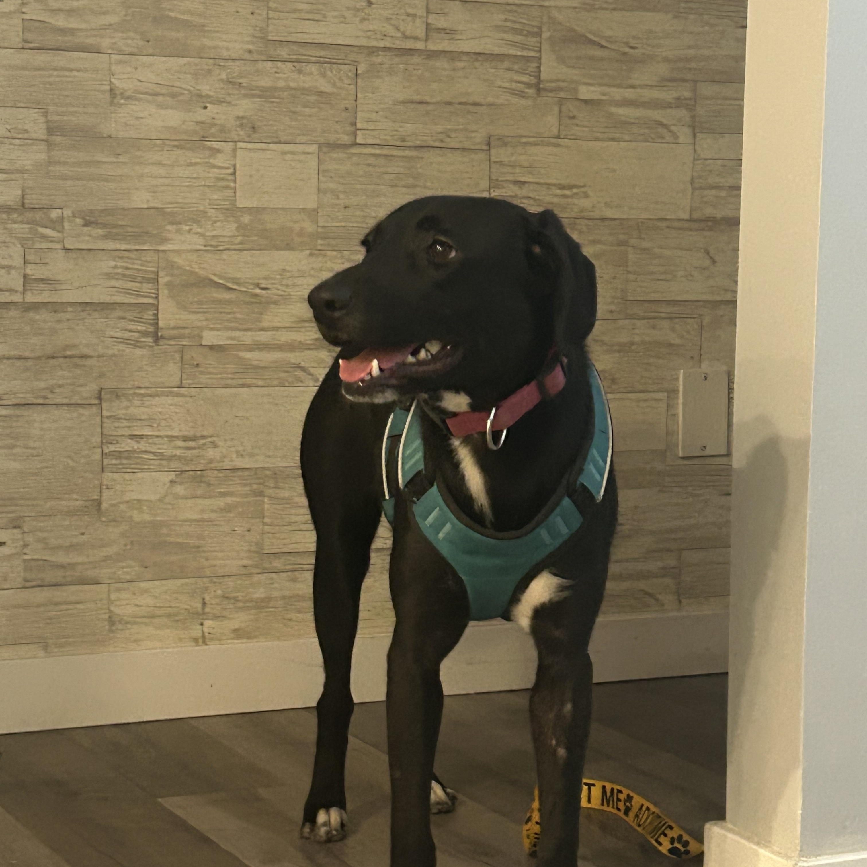 June Bug, a Adoptable mixed breed in Portland, ME image 2/5