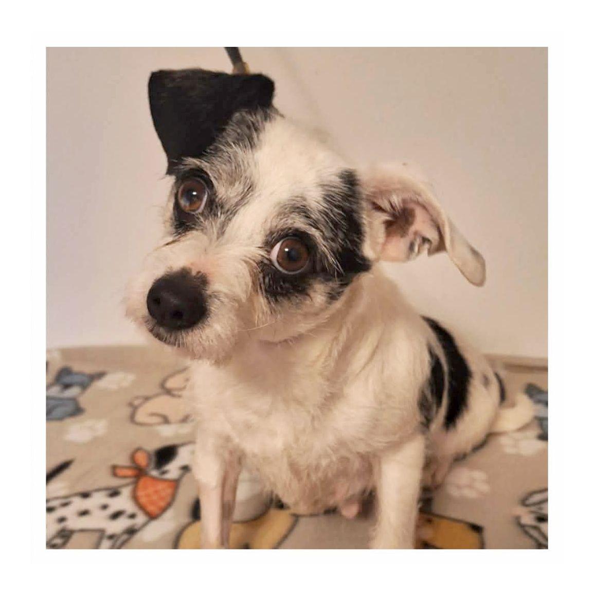 Enlarge Lucy, an adopted mixed breed in Melbourne, AR image 1/3