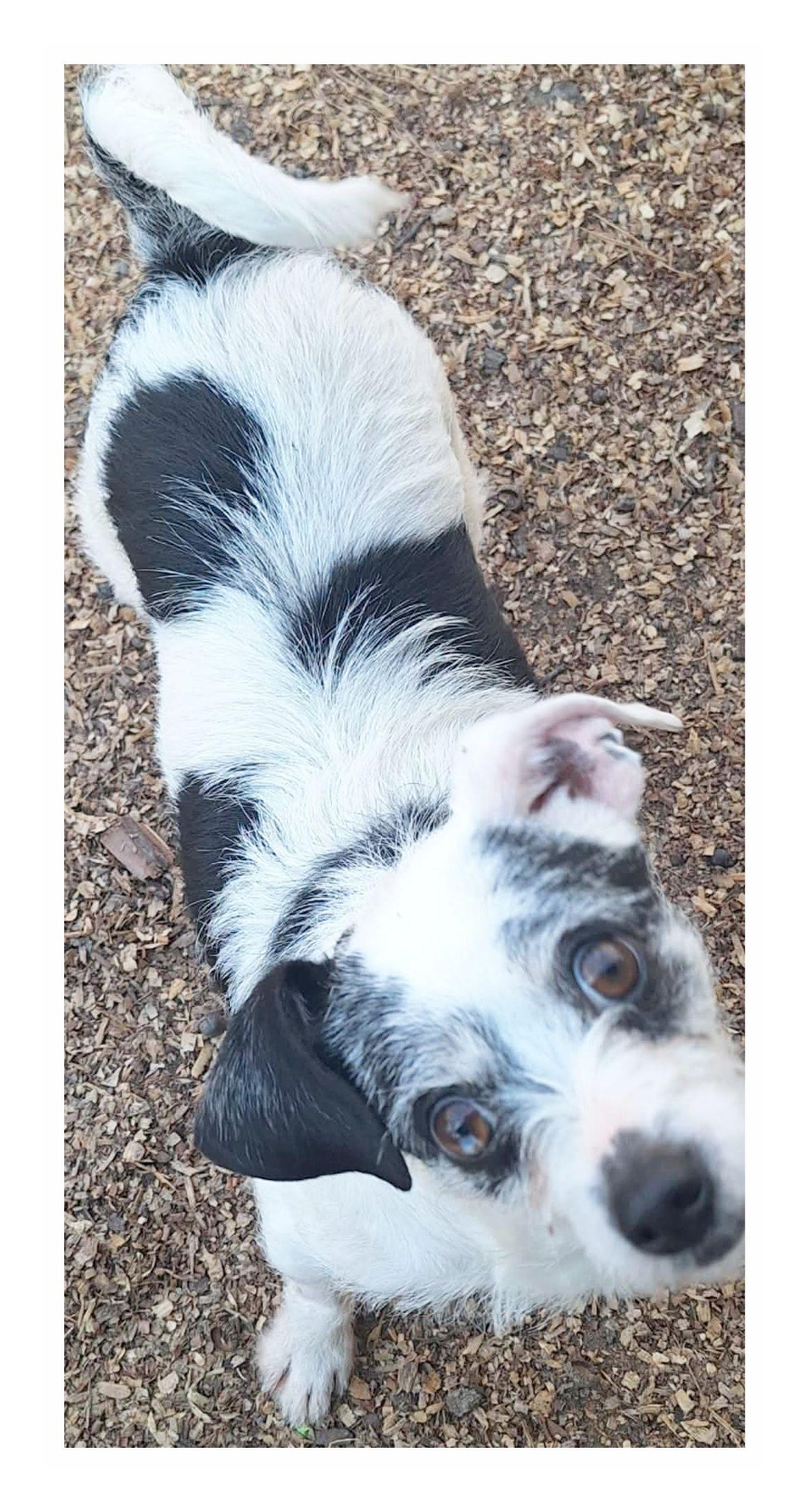 Enlarge Lucy, an adopted mixed breed in Melbourne, AR image 3/3